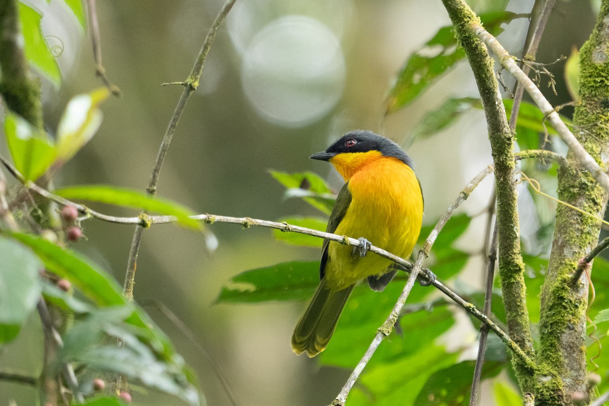Black-fronted Bushshrike - ML640984106