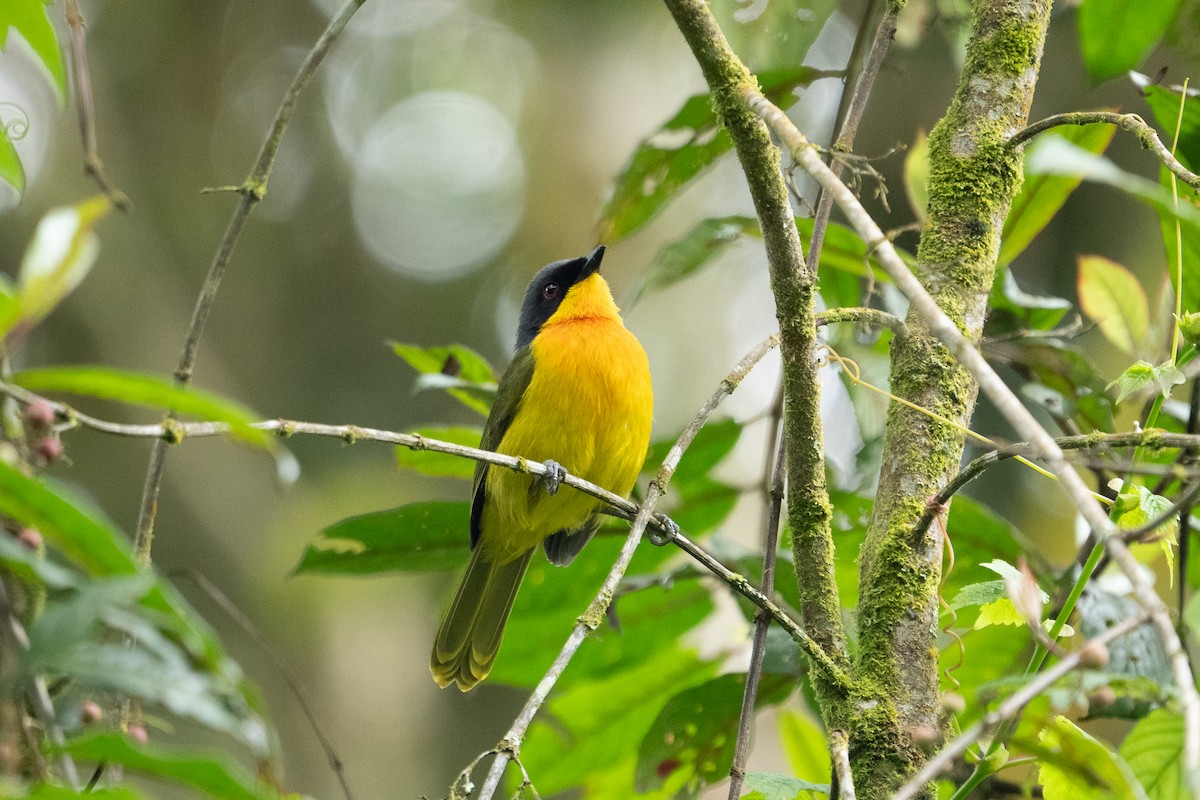 Black-fronted Bushshrike - ML640984107