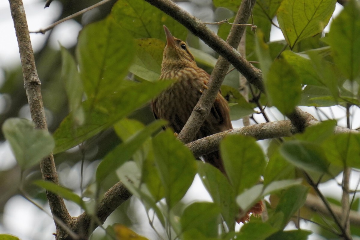 Pale-browed Treehunter - ML640984178