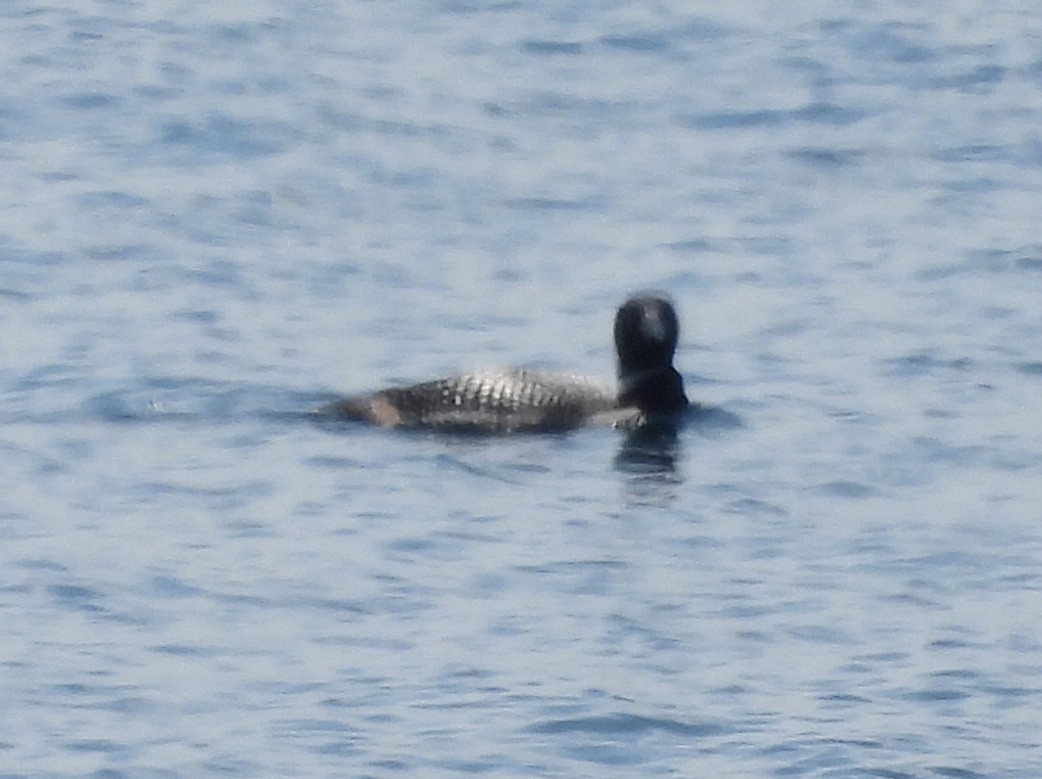 Common Loon - ML640984181
