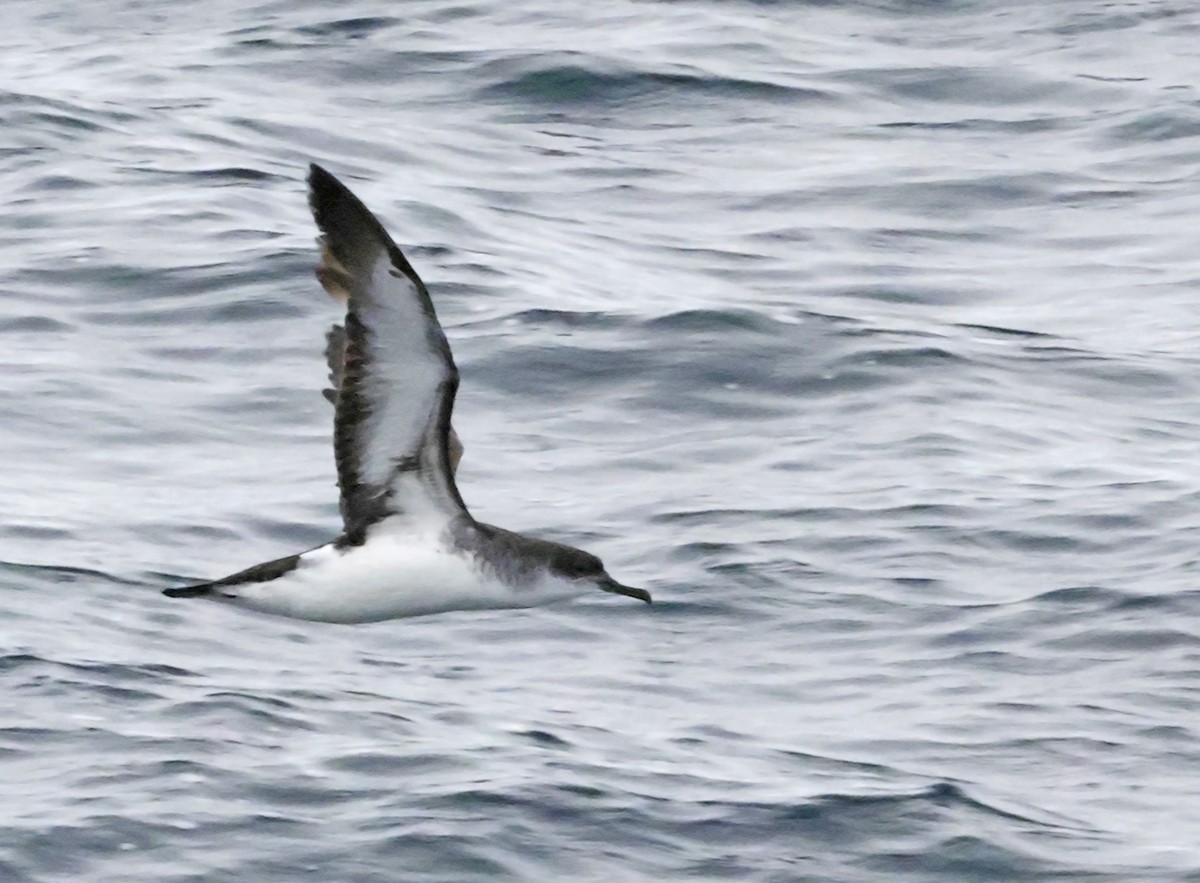 Manx Shearwater - ML640984191