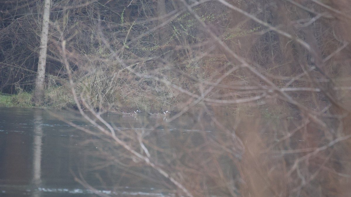 Spectacled Duck - ML640984208