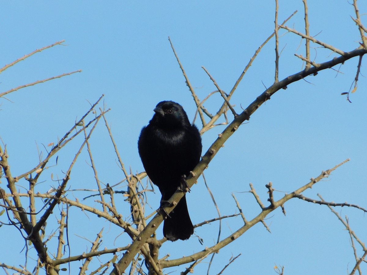 Screaming Cowbird - ML640984212