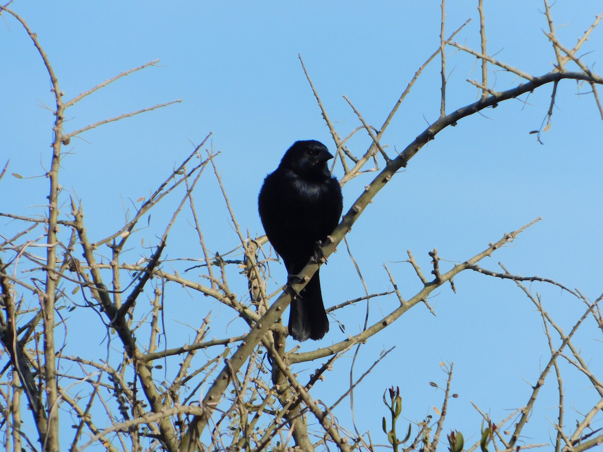 Screaming Cowbird - ML640984213
