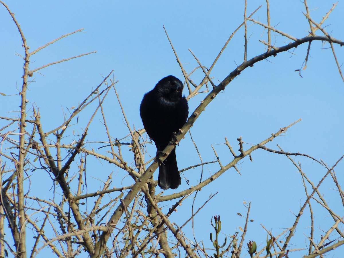 Screaming Cowbird - ML640984214