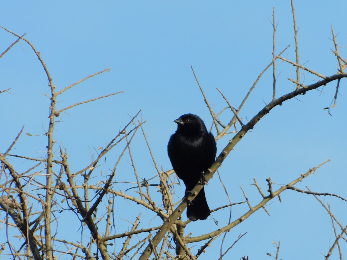 Screaming Cowbird - ML640984215