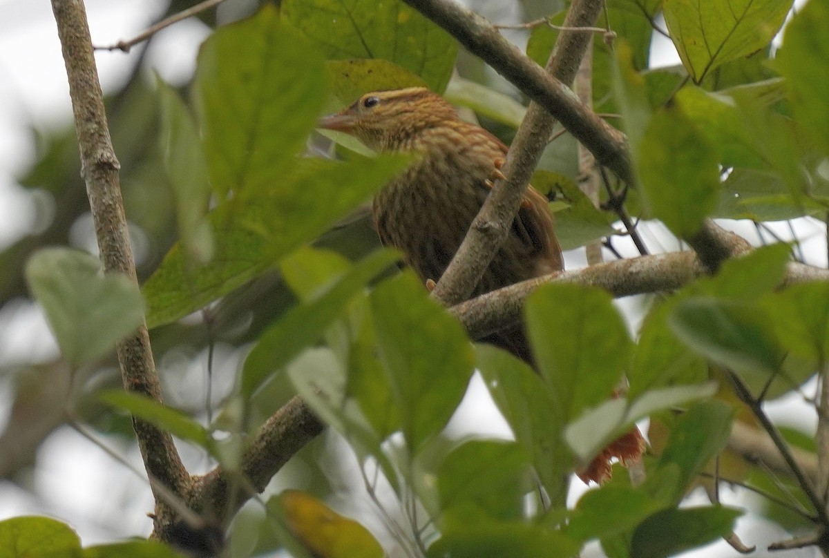 Pale-browed Treehunter - ML640984218
