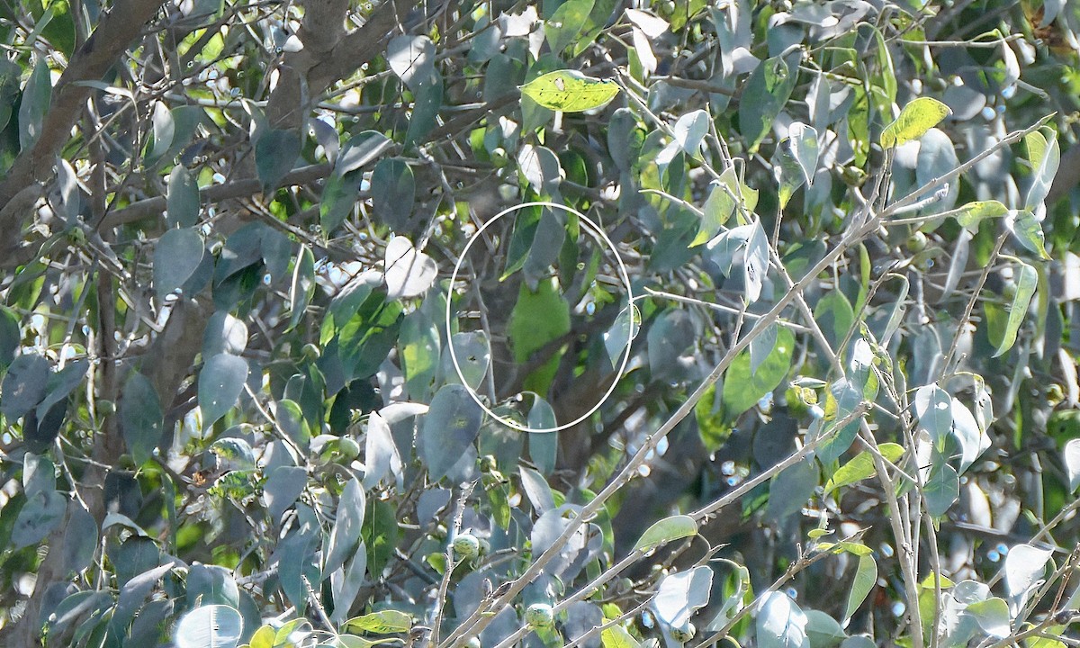 sinaloapapitt - ML640984252