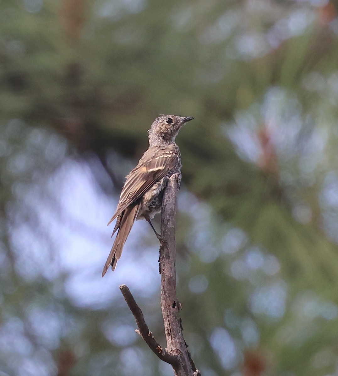 Townsend's Solitaire - ML640984269