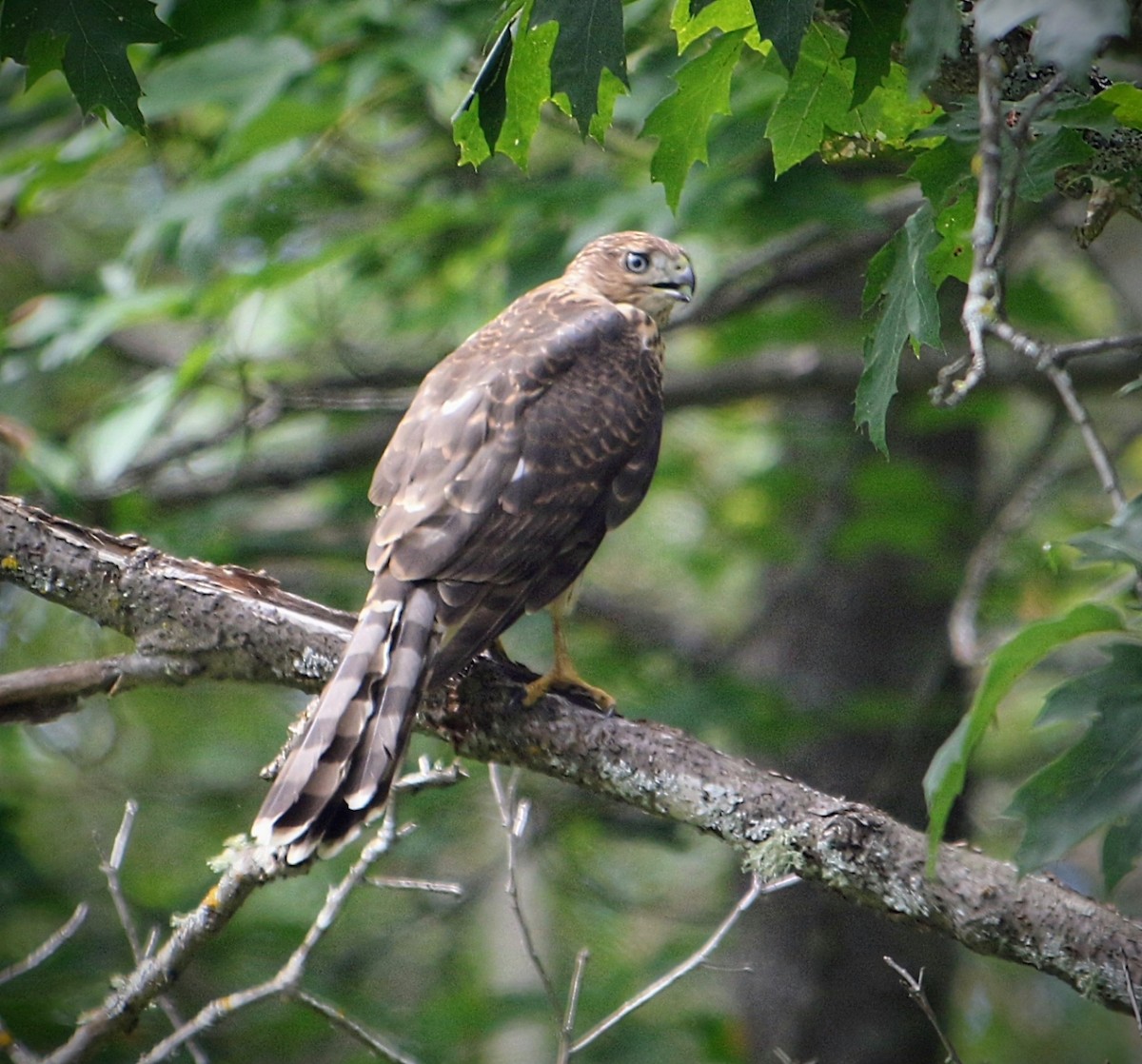 クーパーハイタカ - ML640984296