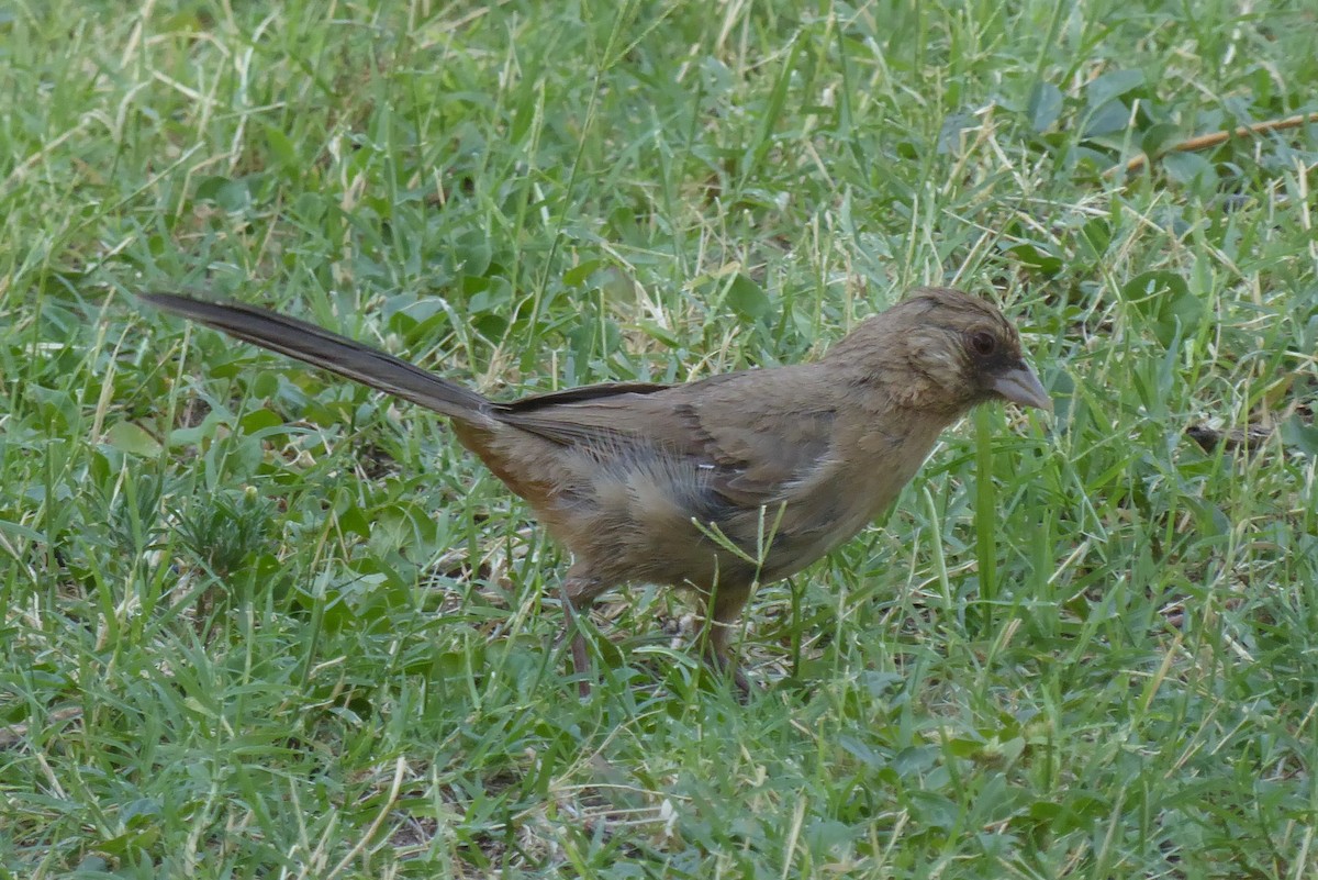 Abert's Towhee - ML640984299