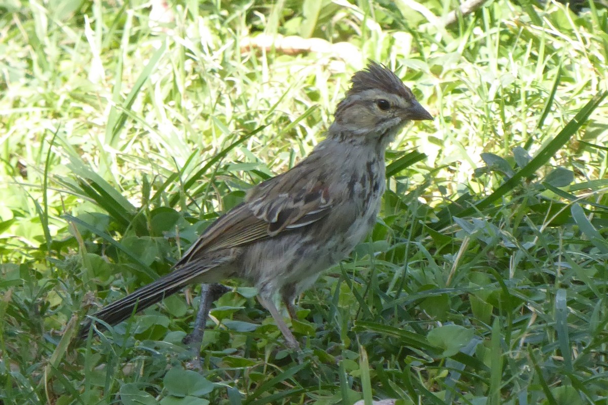 Rufous-winged Sparrow - ML640984303