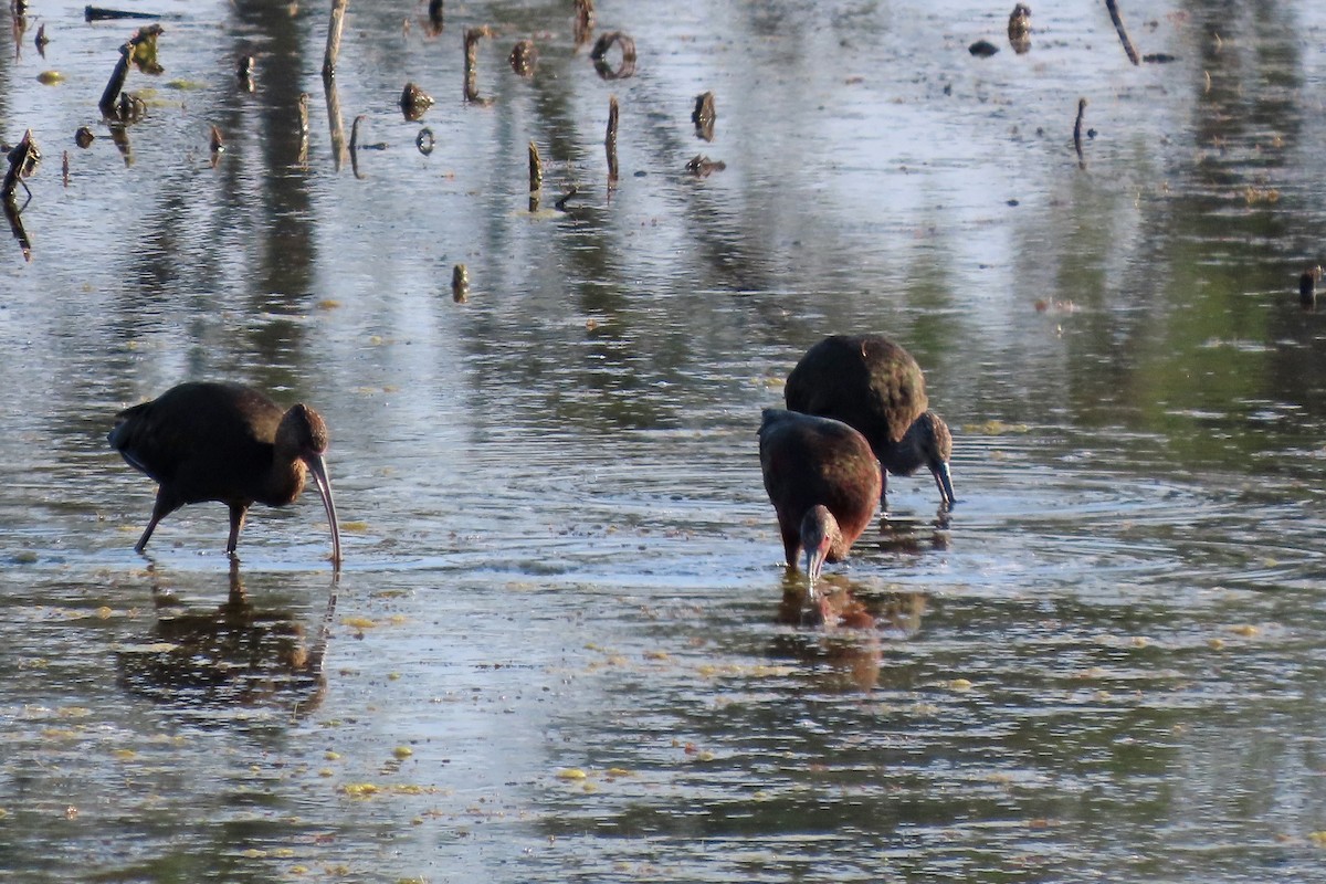White-faced Ibis - ML640984330