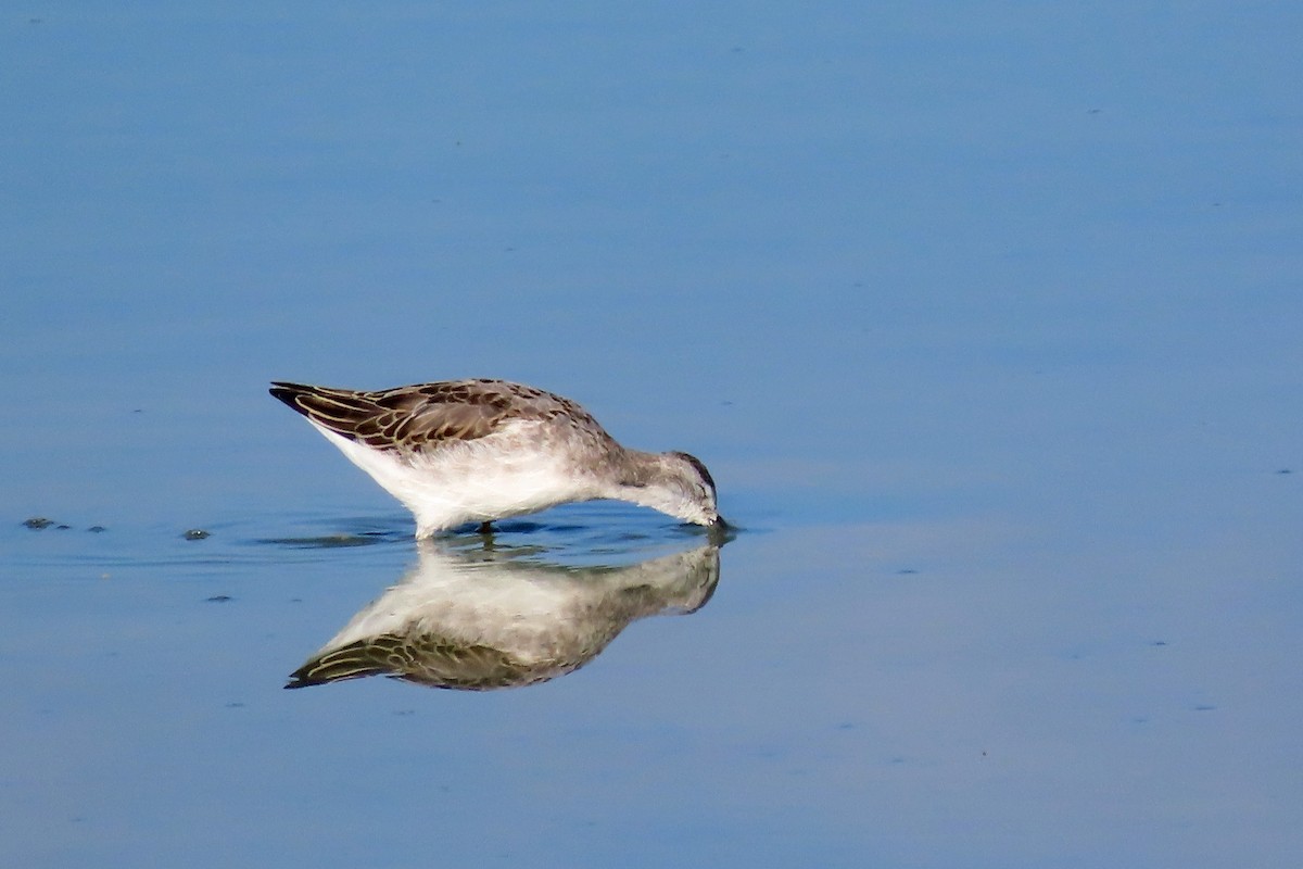 Wilson's Phalarope - ML640984366