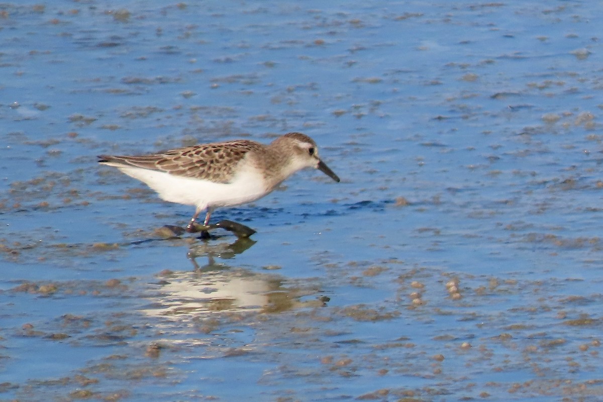 Semipalmated Sandpiper - ML640984380