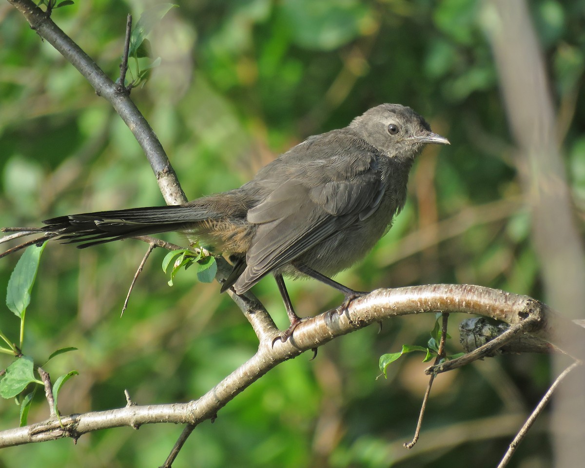 Gray Catbird - ML640984400