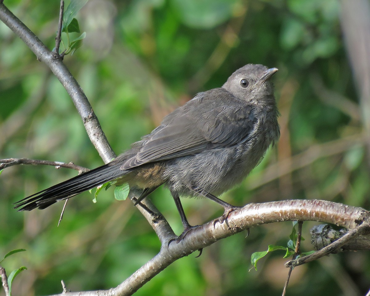 Gray Catbird - ML640984401
