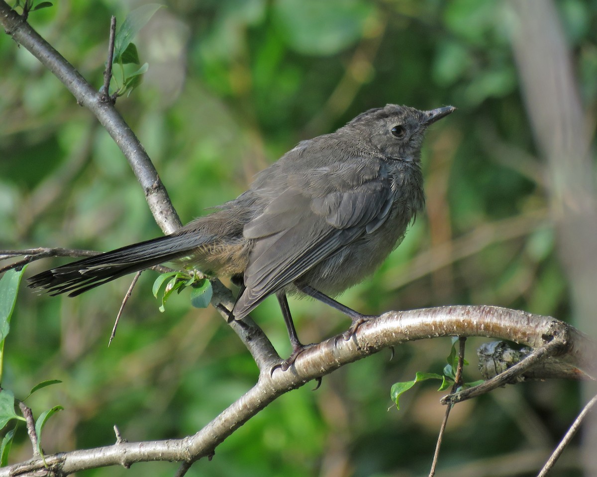 Gray Catbird - ML640984402
