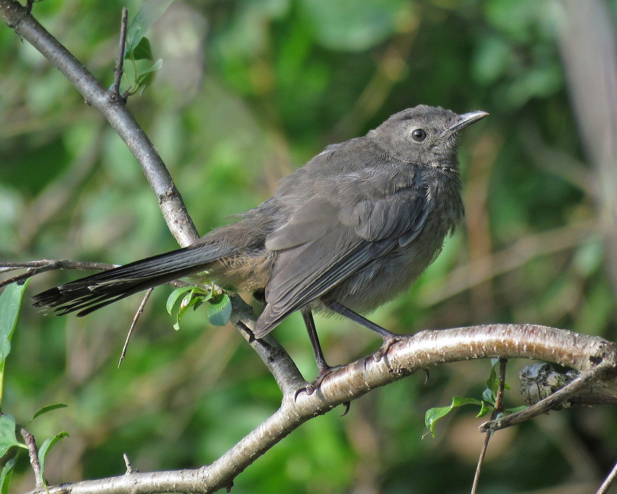 Gray Catbird - ML640984403