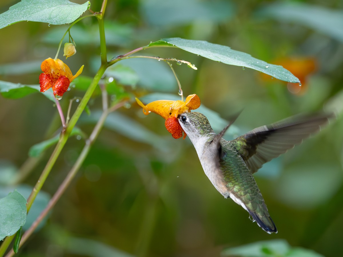Ruby-throated Hummingbird - ML640984406