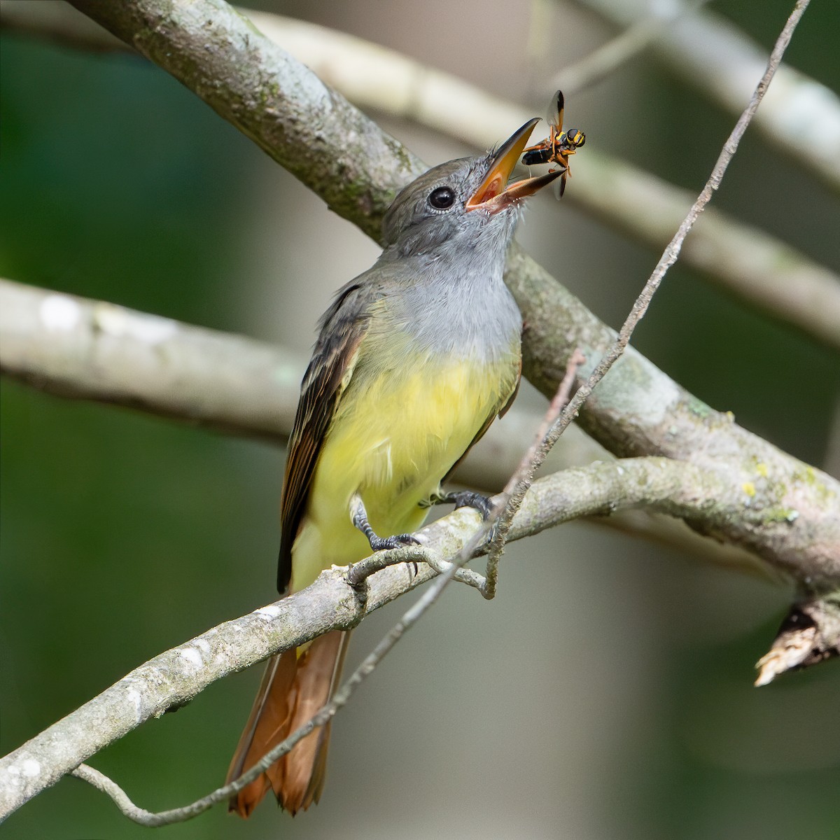 Great Crested Flycatcher - ML640984415