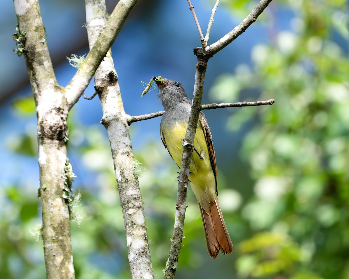Great Crested Flycatcher - ML640984416