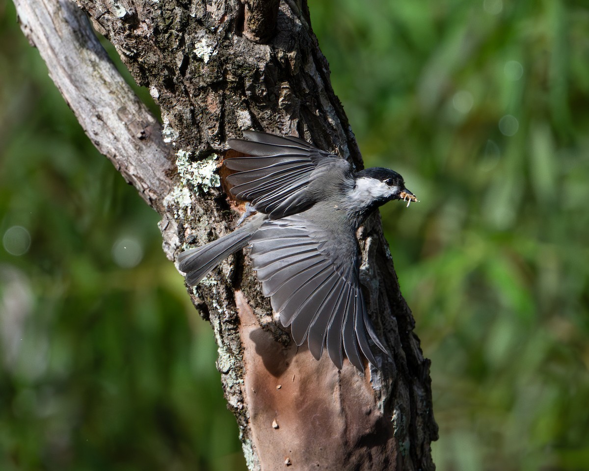 Carolina Chickadee - ML640984420