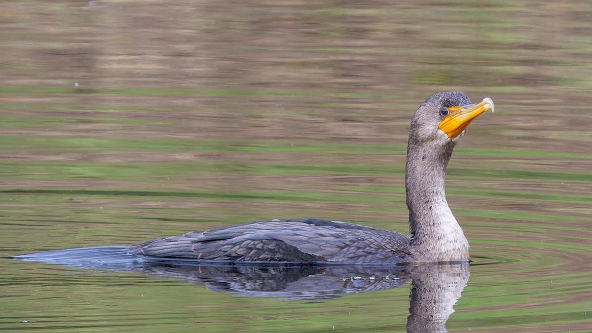 Double-crested Cormorant - ML640984424