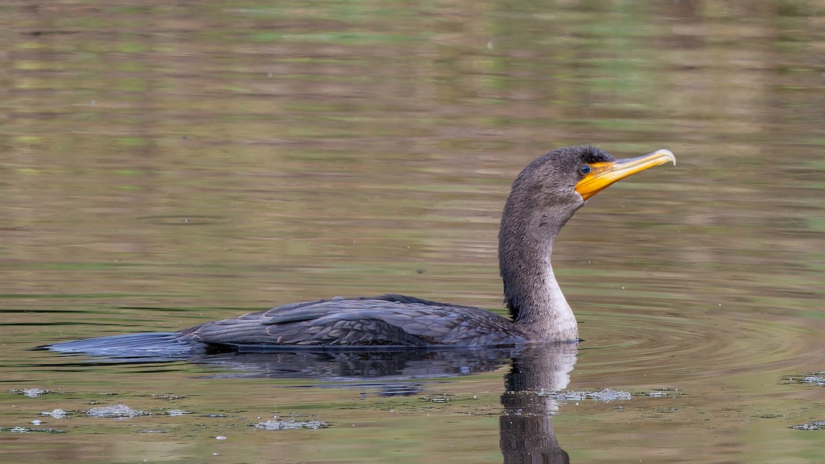 Double-crested Cormorant - ML640984426