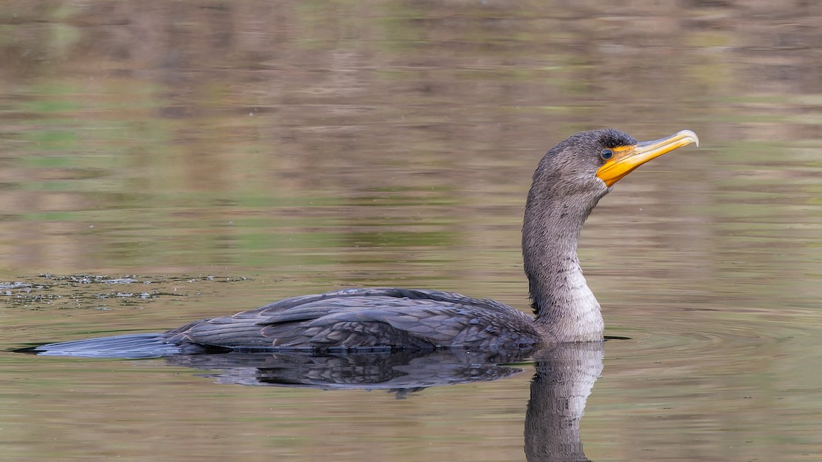 Double-crested Cormorant - ML640984427