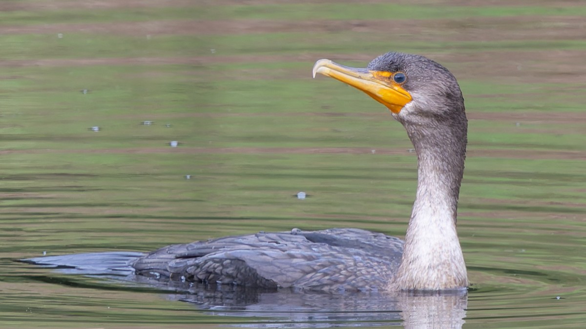 Double-crested Cormorant - ML640984428