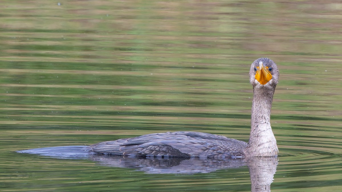 Double-crested Cormorant - ML640984429