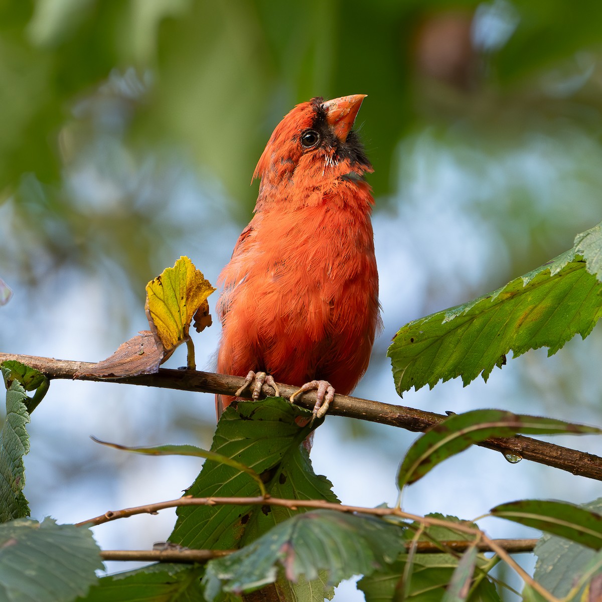 Northern Cardinal - ML640984430