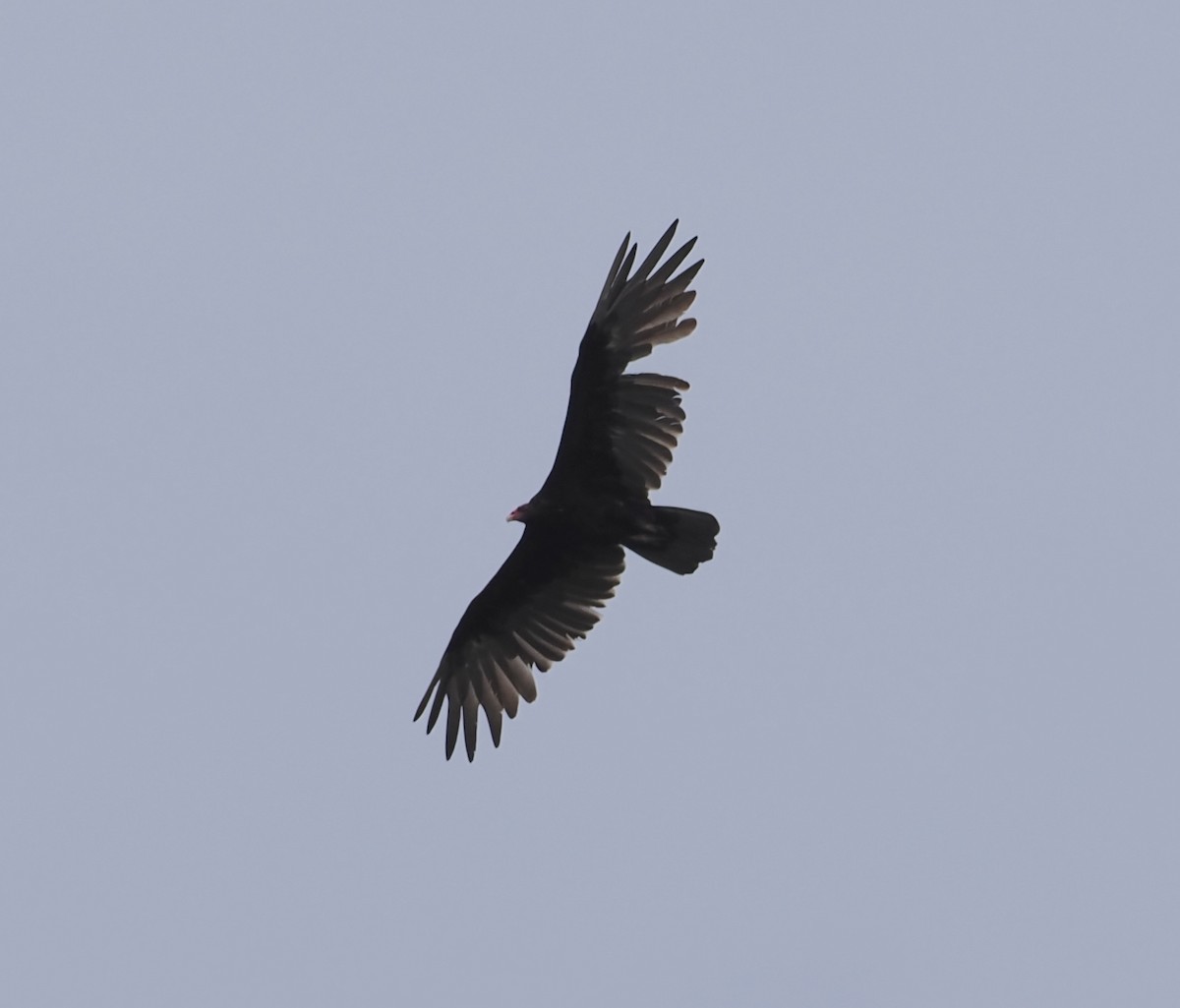 Turkey Vulture - ML640984456