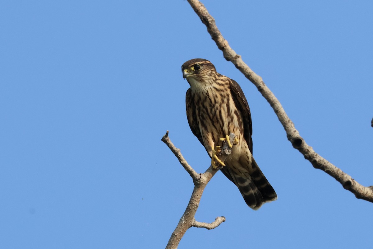 Merlin - ML640984512