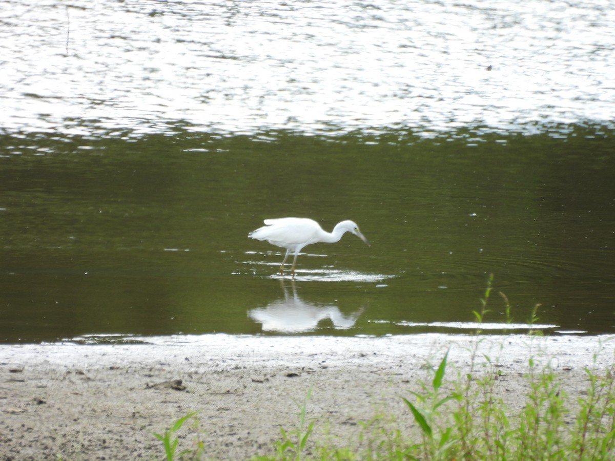 Little Blue Heron - ML640984513