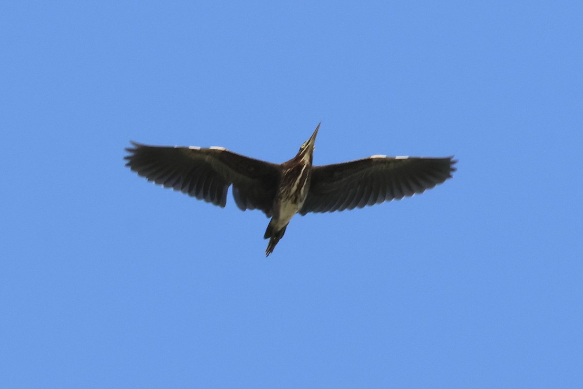 Green Heron - ML640984515
