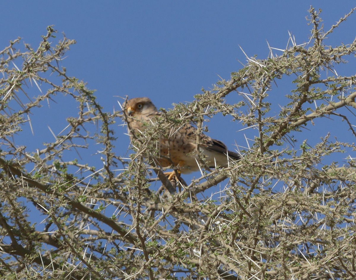 Greater Kestrel - ML640984516