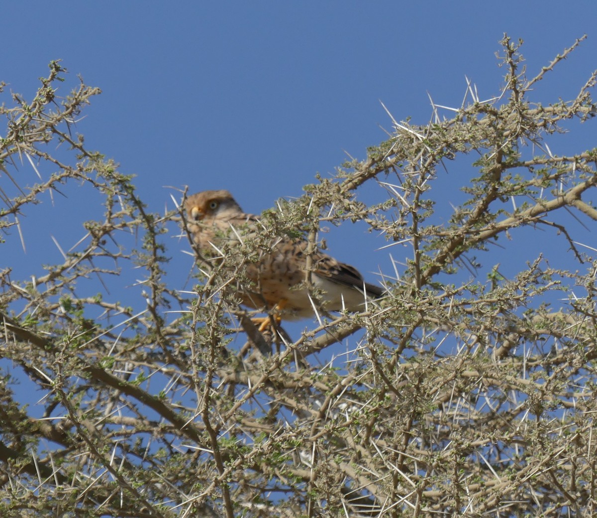 Greater Kestrel - ML640984517
