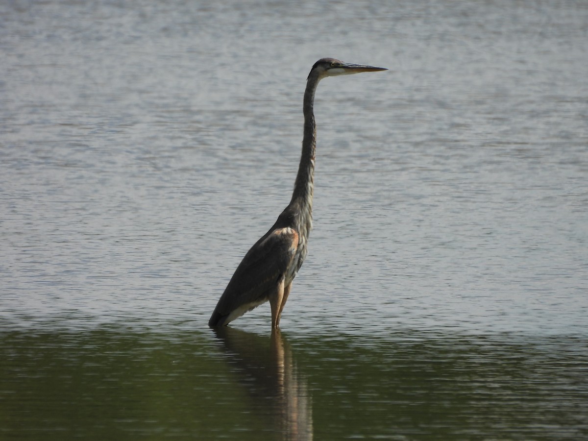 Great Blue Heron - ML640984519