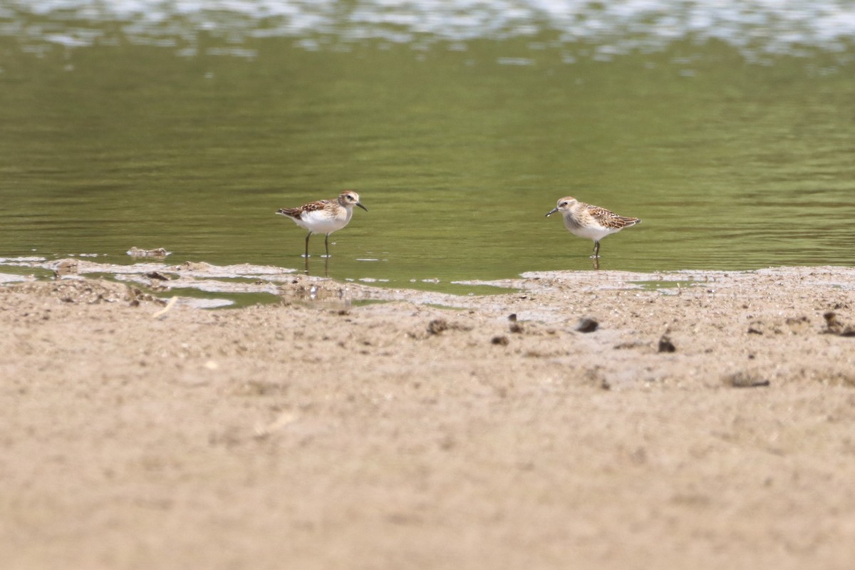 Least Sandpiper - ML640984521