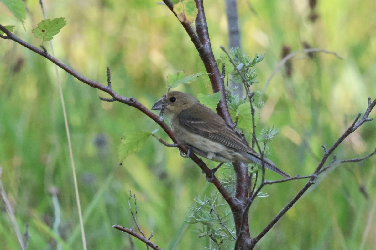 Indigo Bunting - ML640984523