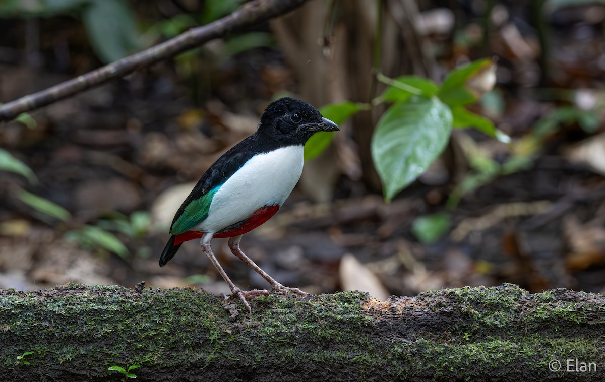 Ivory-breasted Pitta (Ivory-breasted) - ML640984558