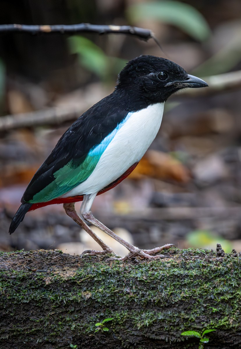 Ivory-breasted Pitta (Ivory-breasted) - ML640984566