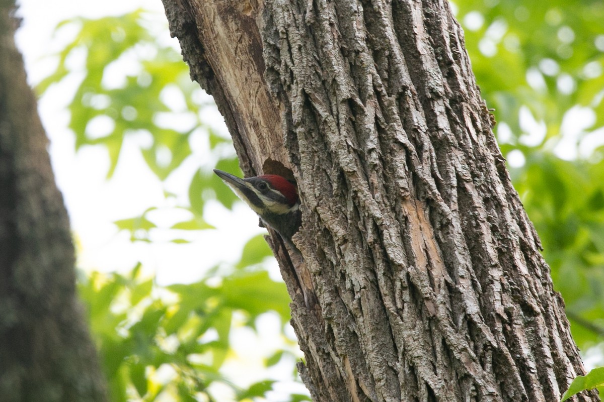 Pileated Woodpecker - ML640984573