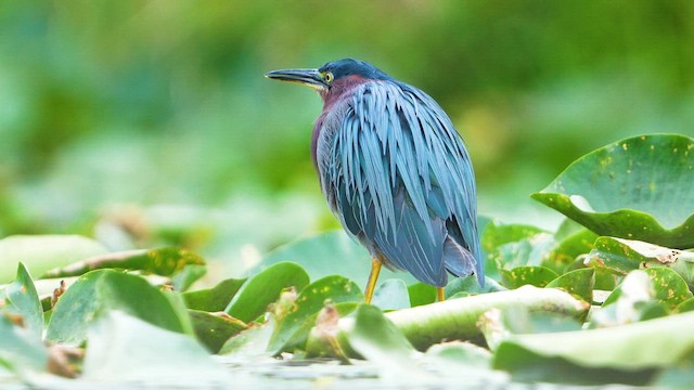 grønnrygghegre - ML640984578