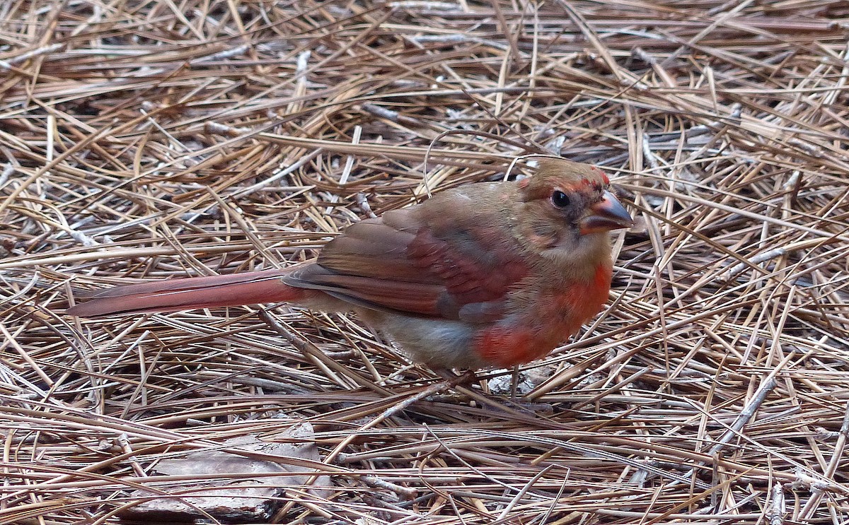 Northern Cardinal - ML640984602