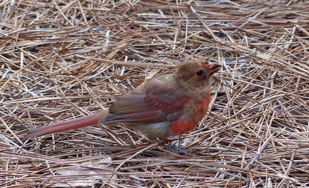 Northern Cardinal - ML640984603