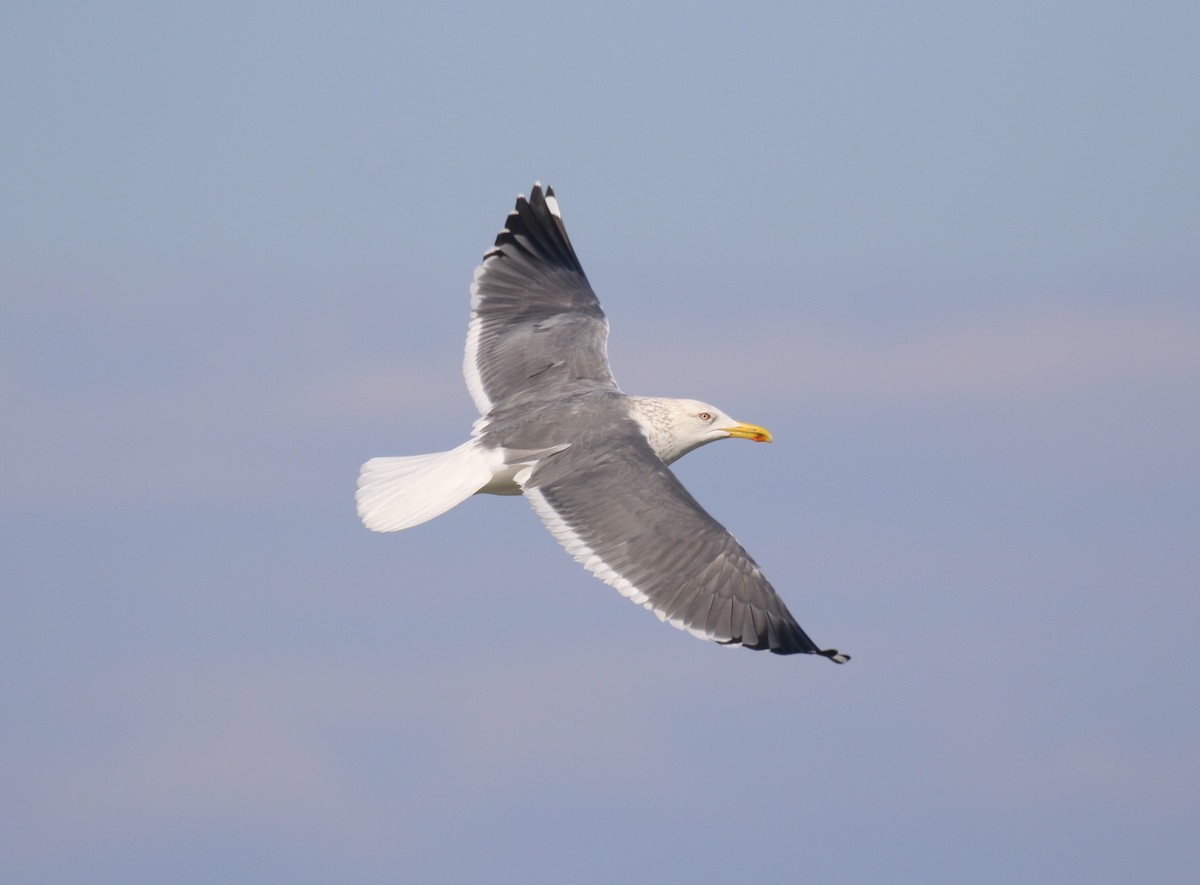 Lesser Black-backed Gull (Heuglin's) - ML640984620