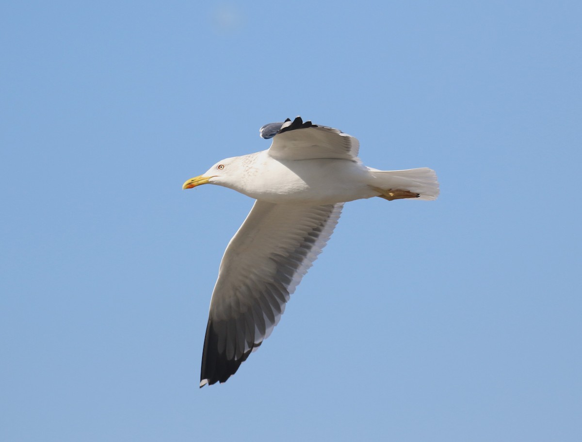Lesser Black-backed Gull (Heuglin's) - ML640984621